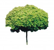 Klon pospolity 'Golden Globe' DUŻE SADZONKI Pa 180-200 cm, obwód pnia 10-12 cm (Acer platanoides)